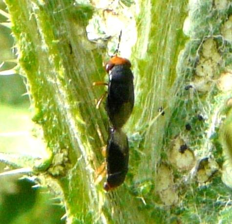 Geocoris erythrocephalus